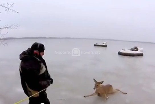 deer